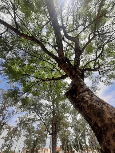 Imagem ilustrativa de Laudo de dano ambiental no são josé do rio preto