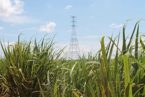 Imagem ilustrativa de Licenciamento ambiental para atividades agrícolas