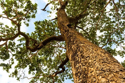 Imagem ilustrativa de Licenciamento ambiental de empreendimentos