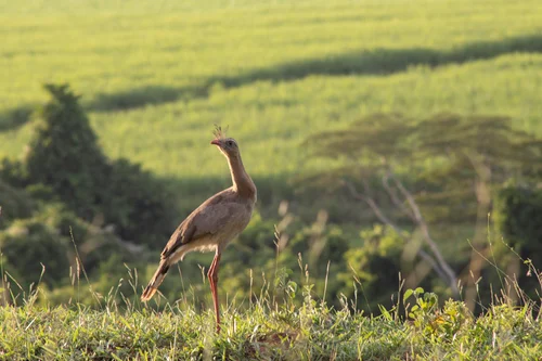 Imagem ilustrativa de Serviços de geoprocessamento